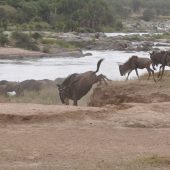  The Serengeti, TZ